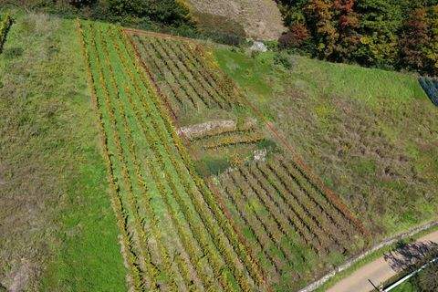Waldkirch / Buchholz Bauernhöfe, Landwirtschaft, Waldkirch / Buchholz Forstwirtschaft
