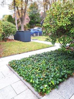 Gepflegter Vorgarten