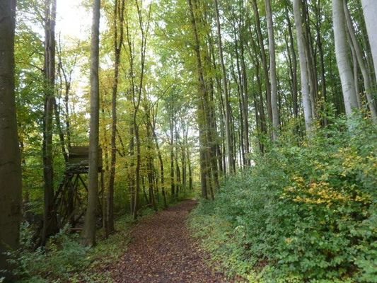 Waldweg