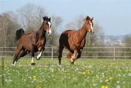 Bienenbüttel Renditeobjekte, Mehrfamilienhäuser, Geschäftshäuser, Kapitalanlage
