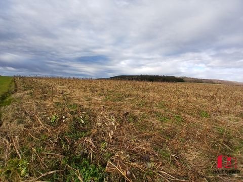 Mindelheim / Unterauerbach Bauernhöfe, Landwirtschaft, Mindelheim / Unterauerbach Forstwirtschaft