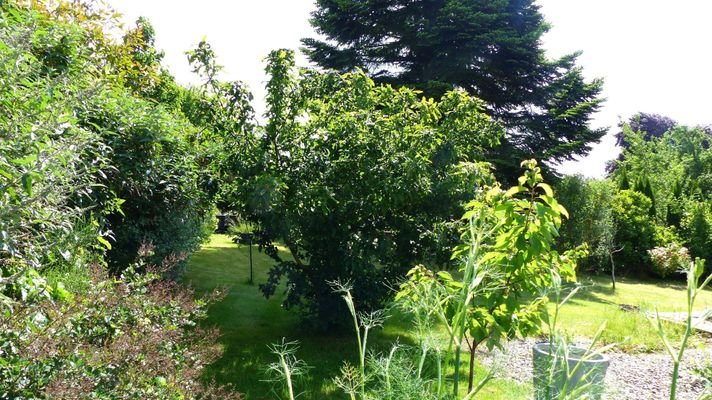 Blick in den Garten