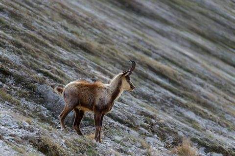 Spittal an der Drau Bauernhöfe, Landwirtschaft, Spittal an der Drau Forstwirtschaft