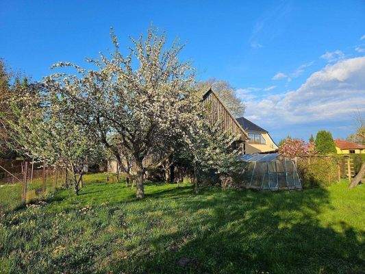 Auf dem Grundstück.jpg