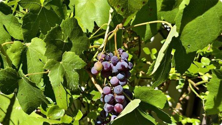 Weintrauben an der Südseite