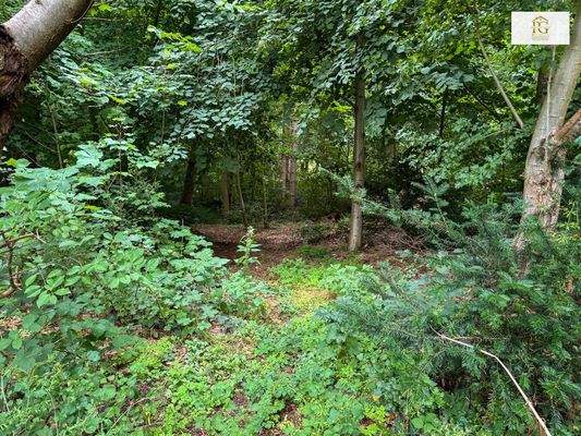 großes Wäldchen