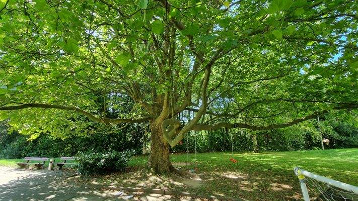 Garten mit großem Schattenanteil