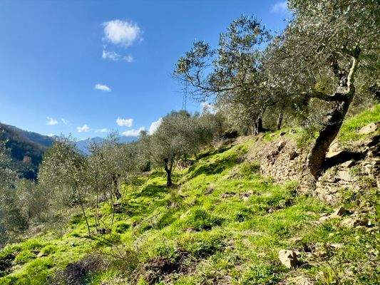 AP961_09 TERRA ITALIA IMMOBILIEN_LIGURIEN_APRICALE