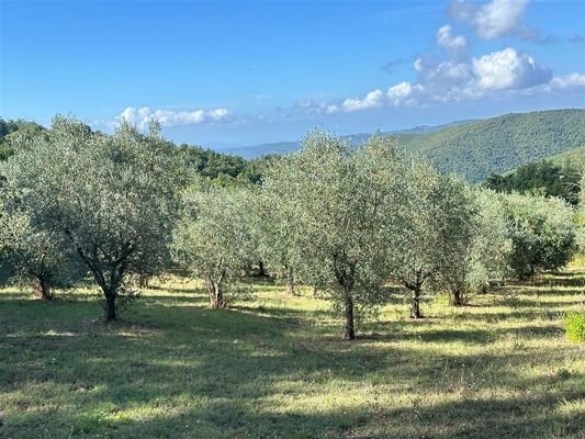 Olivenhain mit Meerblick