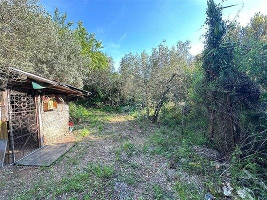 Olivenhain Massa Marittima