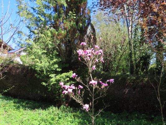 15 Frühling.JPG