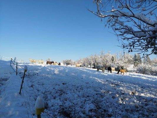 Koppel anschließend zum Reitplatz