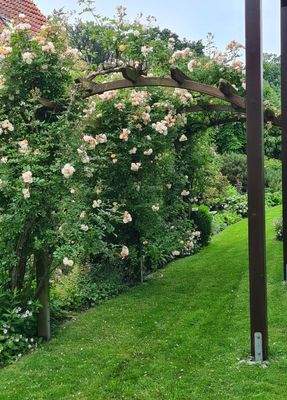 Rosenbogen in Blüte