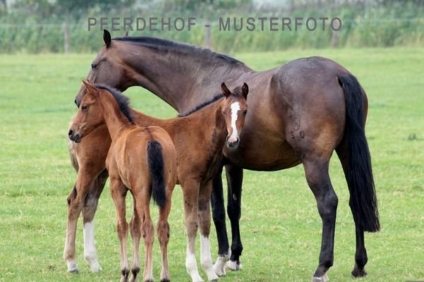 Professioneller Pferdehof in RLP / SL - MUSTERFOTO