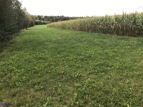 Flachslanden Bauernhöfe, Landwirtschaft, Flachslanden Forstwirtschaft