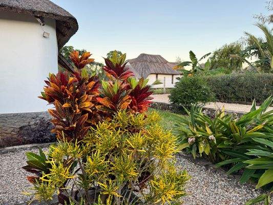 Garden in resort Zaria Garden Bungalows.JPG