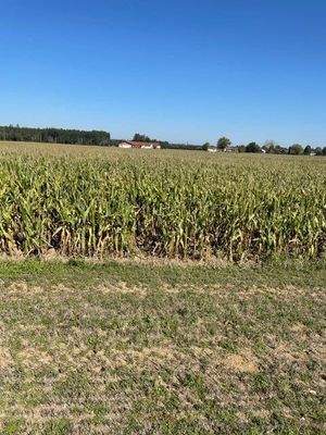 zum Kauf angebotene Maisacker