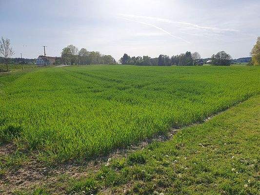 Ackerland Bild 2 
