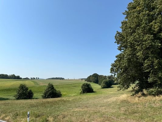 Am Rande des Flurstücks- Blick über die Lichtung 