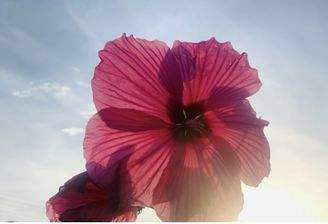 Blume