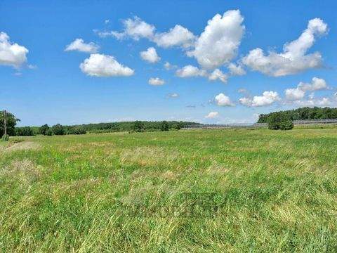 Kastelir-Labinci Bauernhöfe, Landwirtschaft, Kastelir-Labinci Forstwirtschaft