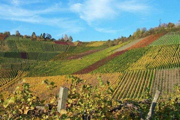 Weinberge in unmittelbarer Umgebung  (Herbstbild)