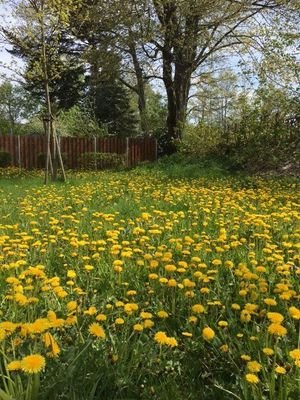 Löwenzahnwiese im eigenen Garten