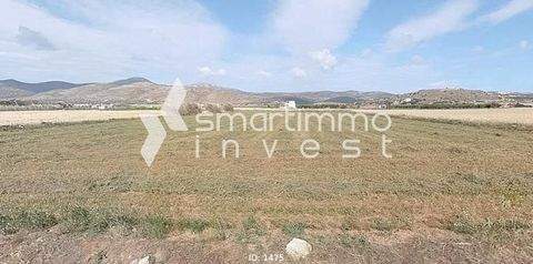 Marmara, Paros Bauernhöfe, Landwirtschaft, Marmara, Paros Forstwirtschaft