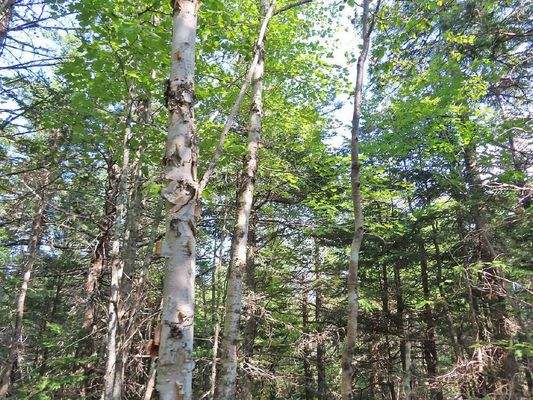 Cape Breton - Cleveland - Wunderschönes See-Ufer-G