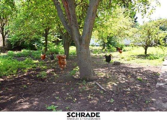 ...sowie ein schattiges Plätzchen für die Hühner