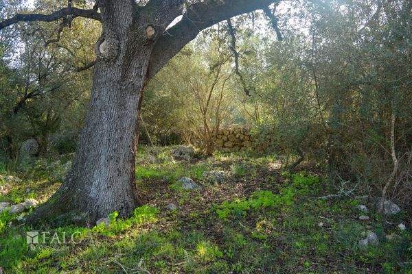 Alte Bäume/árboles viejos/old trees