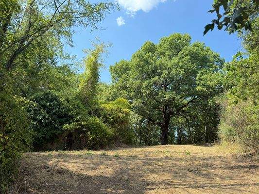 Grundstück mit alter Eiche