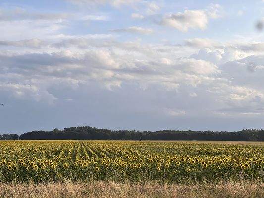 Umgebung / Sonnenblumenfelder