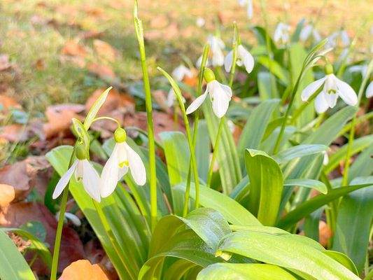 Der Frühling im Gartengrundstück