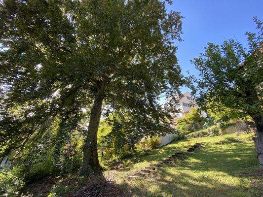 Alter Baumbestand auf dem sonnigen Grundstück