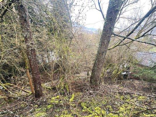 78. Waldstück mit Bachzugang