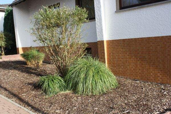 pflegeleichter Vorgarten