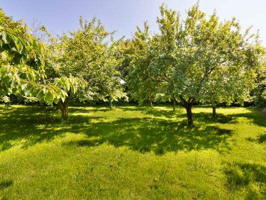Obstwiese