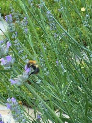 Natur pur im eigenen Garten!