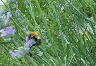Natur pur im eigenen Garten!