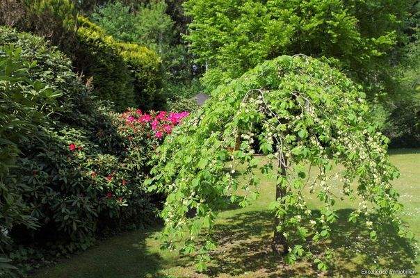 Gartenimpressionen 1