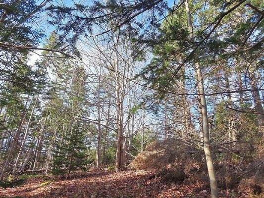 Cape Breton - Bras d`Or Lake - 18-Hektar-Areal in 