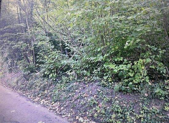 Tüllinger Fotos 2025-09 (2).JPG