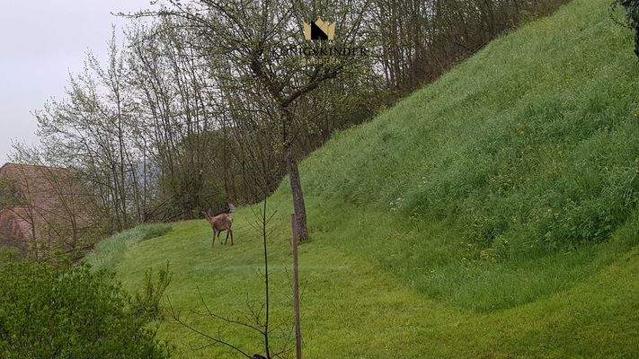 Ihre neuen Nachbarn: ein Reh im Garten - Natur eben...