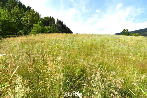 Baugrund am Waldrand