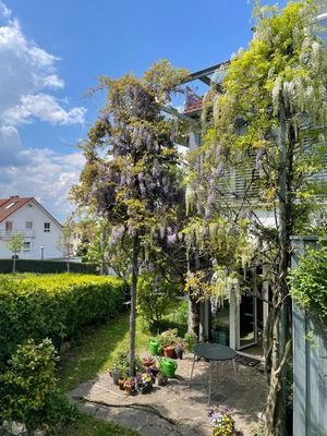 Freisitz im Frühling mit blühender Glyzinie