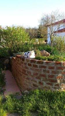 Kräutergarten (ohne Kater ;-))