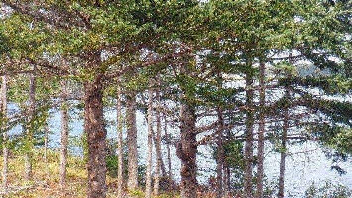 Gepflegter Baumschnitt