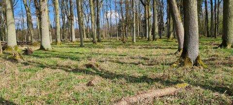 Straubing Bauernhöfe, Landwirtschaft, Straubing Forstwirtschaft