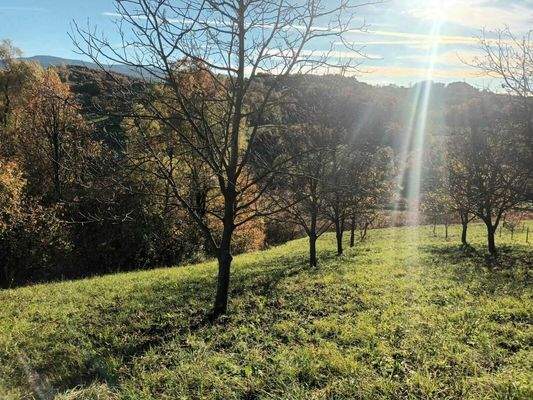 WhatsApp Image 2025-10-28 at 17.33.55 (1)